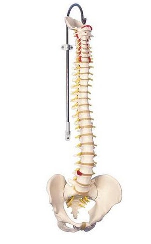 COLUMNA VERTEBRAL FLEXIBLE