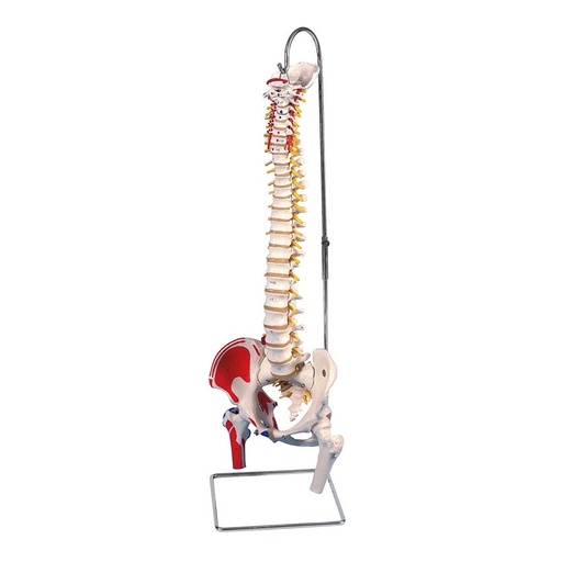 COLUMNA FLEXIBLE CLASICA