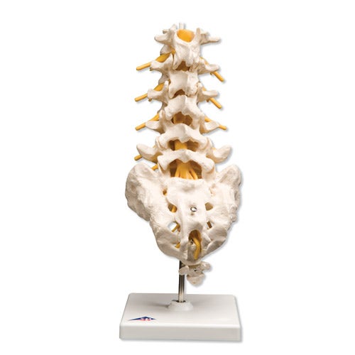 COLUMNA VERTEBRAL LUMBAR