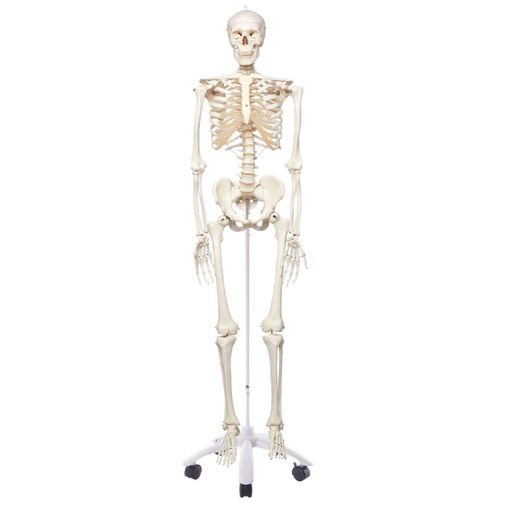 ESQUELETO ESTANDAR SMART ANATOMY