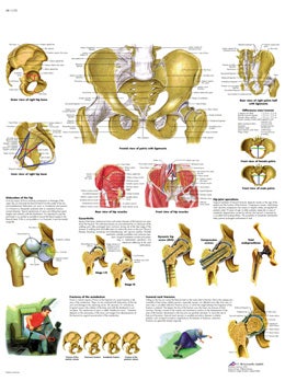 LAMINA: PELVIS Y CADERA